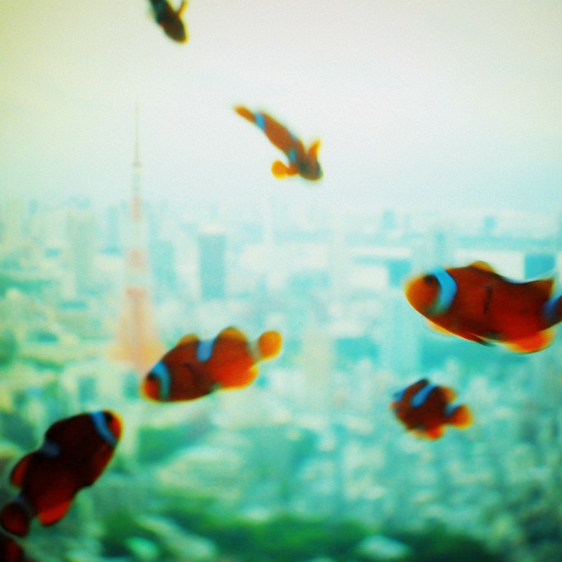 Tokyo orange fishes